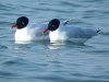 Mediterranean Gull at Westcliff Seafront (Steve Arlow) (68359 bytes) Mediterranean Gull at Westcliff Seafront (Steve Arlow) (68359 bytes)